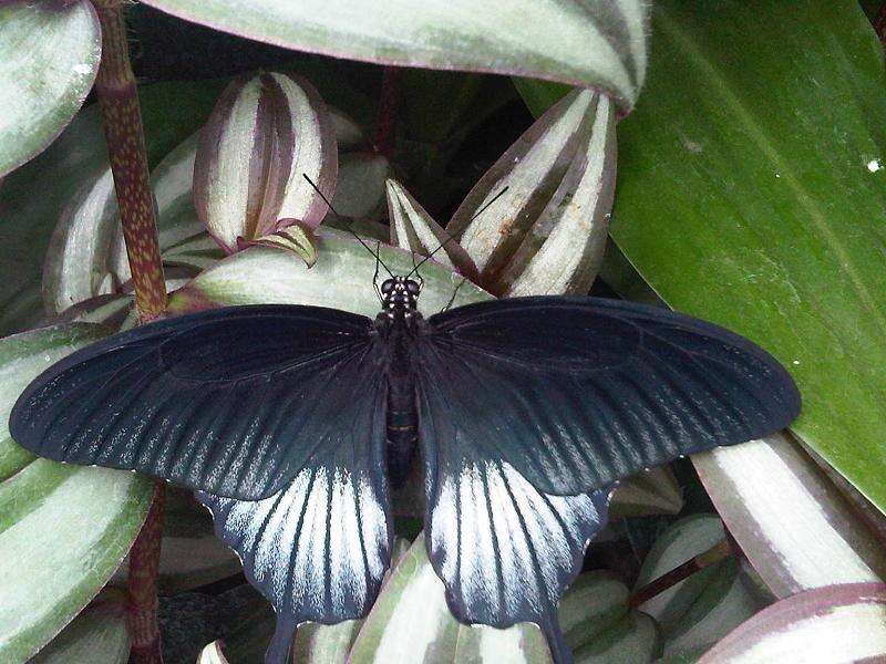 Sivun Papilio memnon Linnaeus 1758 kuva