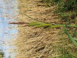 Image of Greater Pond-Sedge