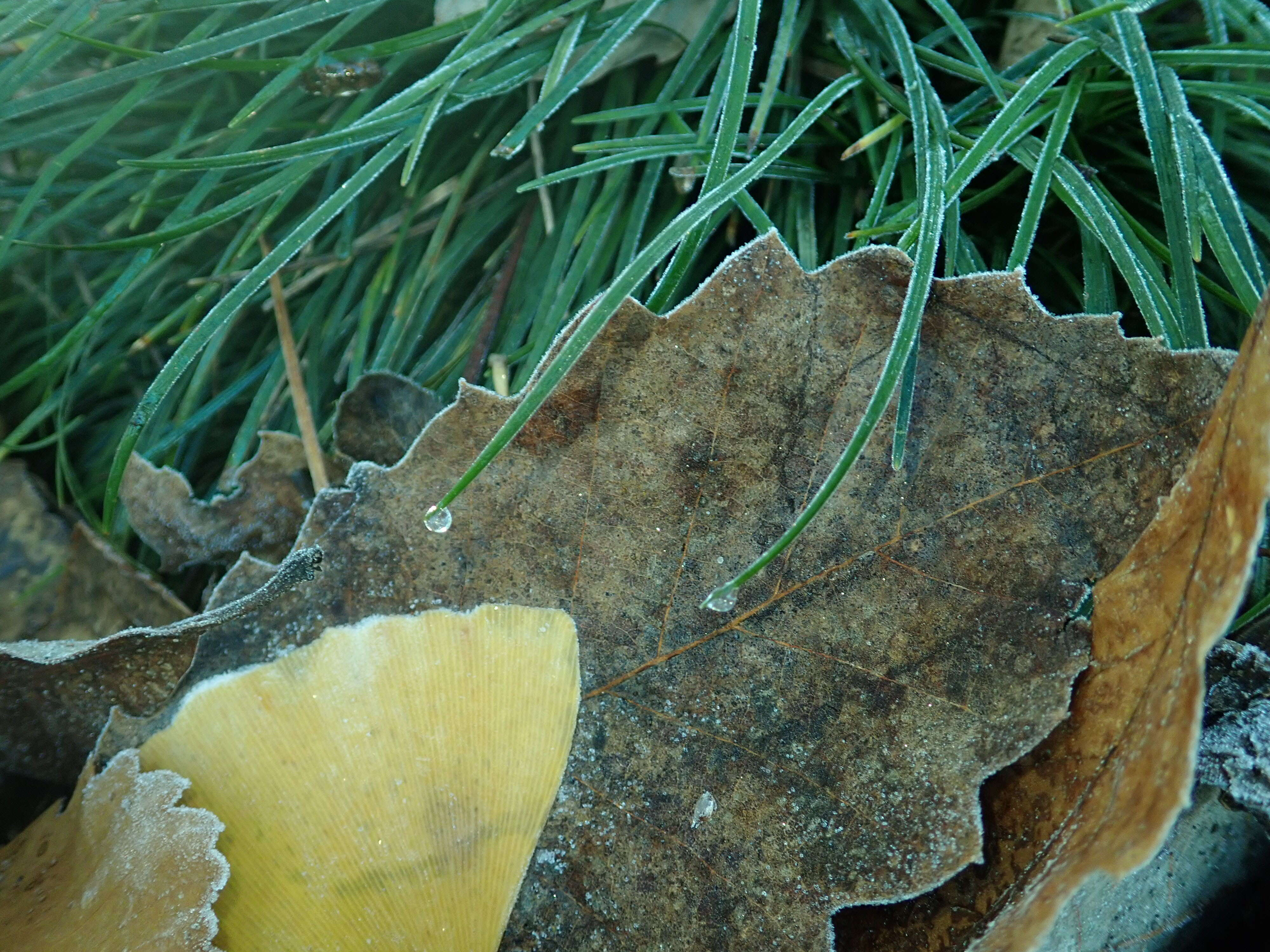 Image of Mondo Grass