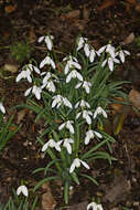 Image of giant snowdrop