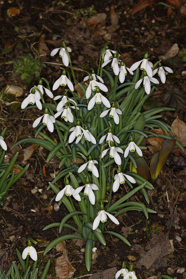 Image of giant snowdrop