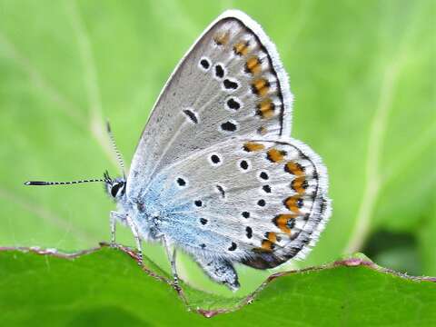 Image of Plebejus argyrognomon (Bergsträsser (1779))