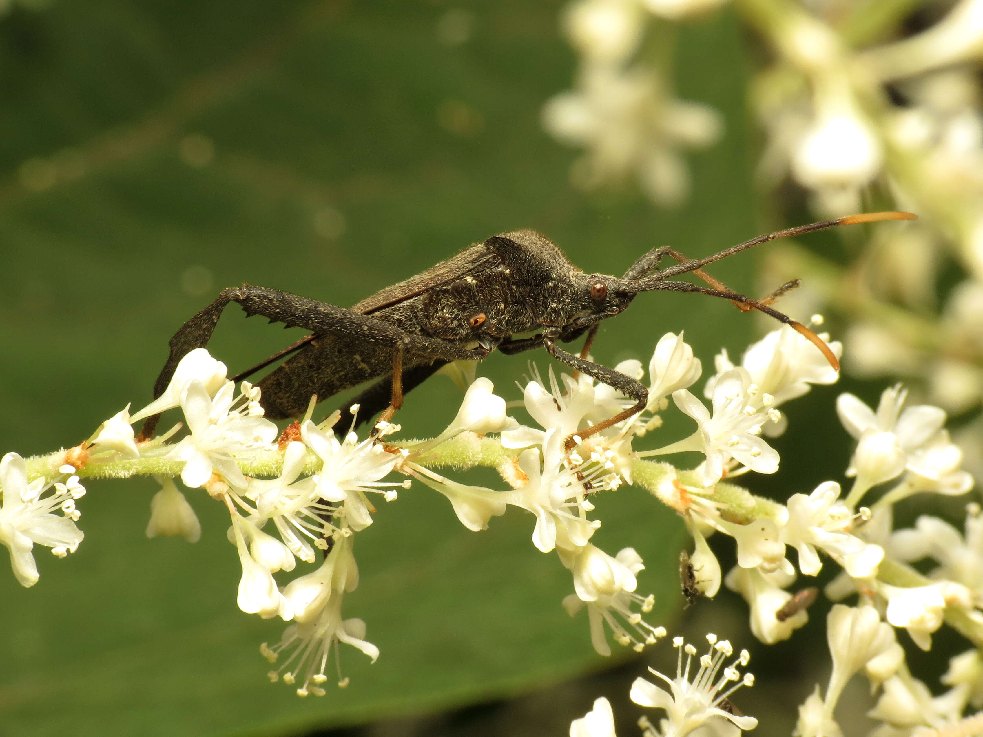 Image de Acanthocephala