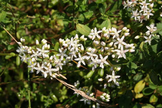 Image of White Stonecrop