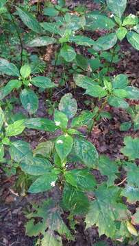 Image of small balsam