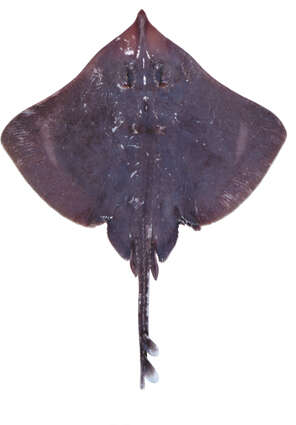 Image of Grey Skate