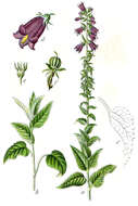 Image of European bellflower