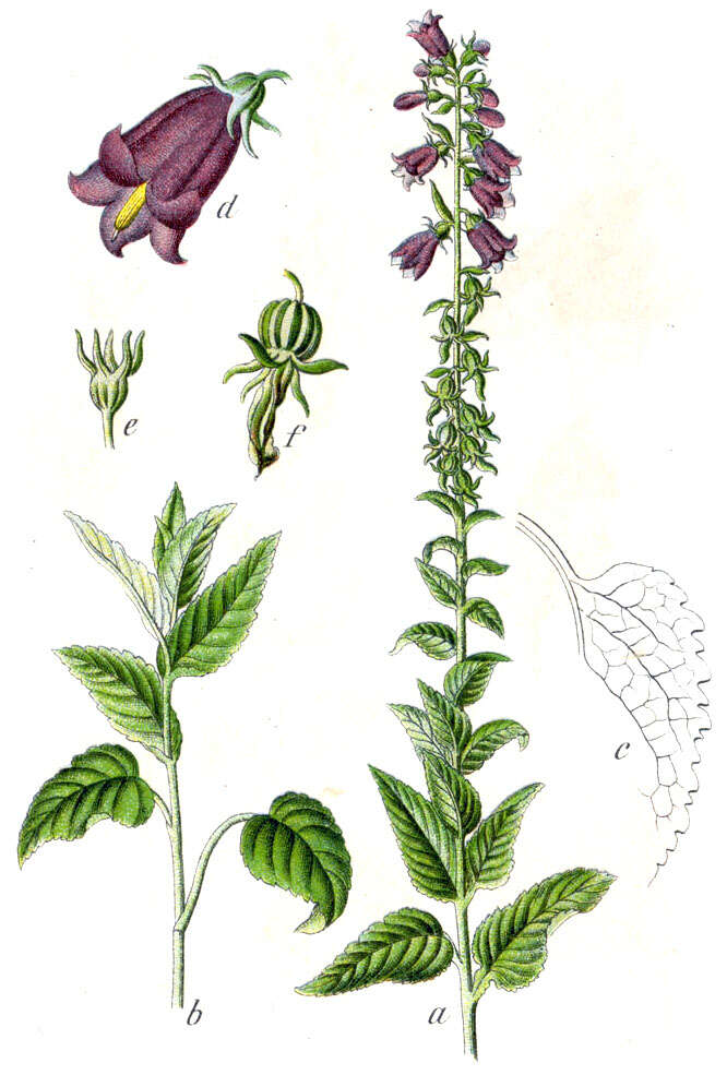 Imagem de Campanula bononiensis L.