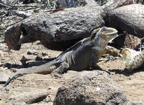 Image of Galapagos Land Iguana