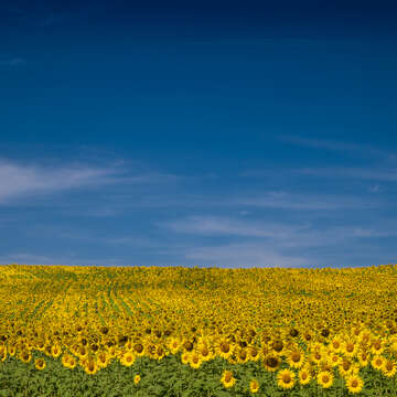 Image of common sunflower