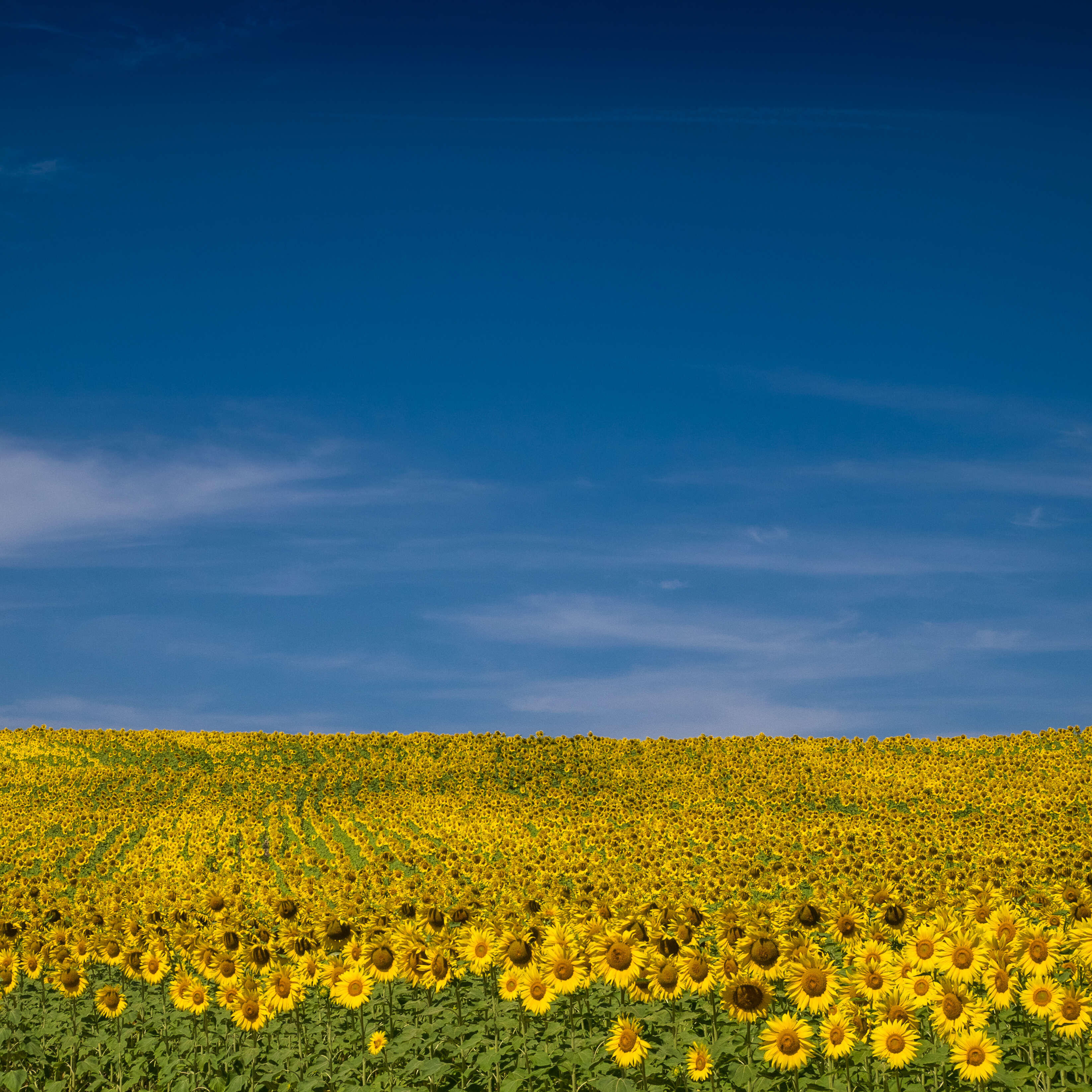 Image de tournesol