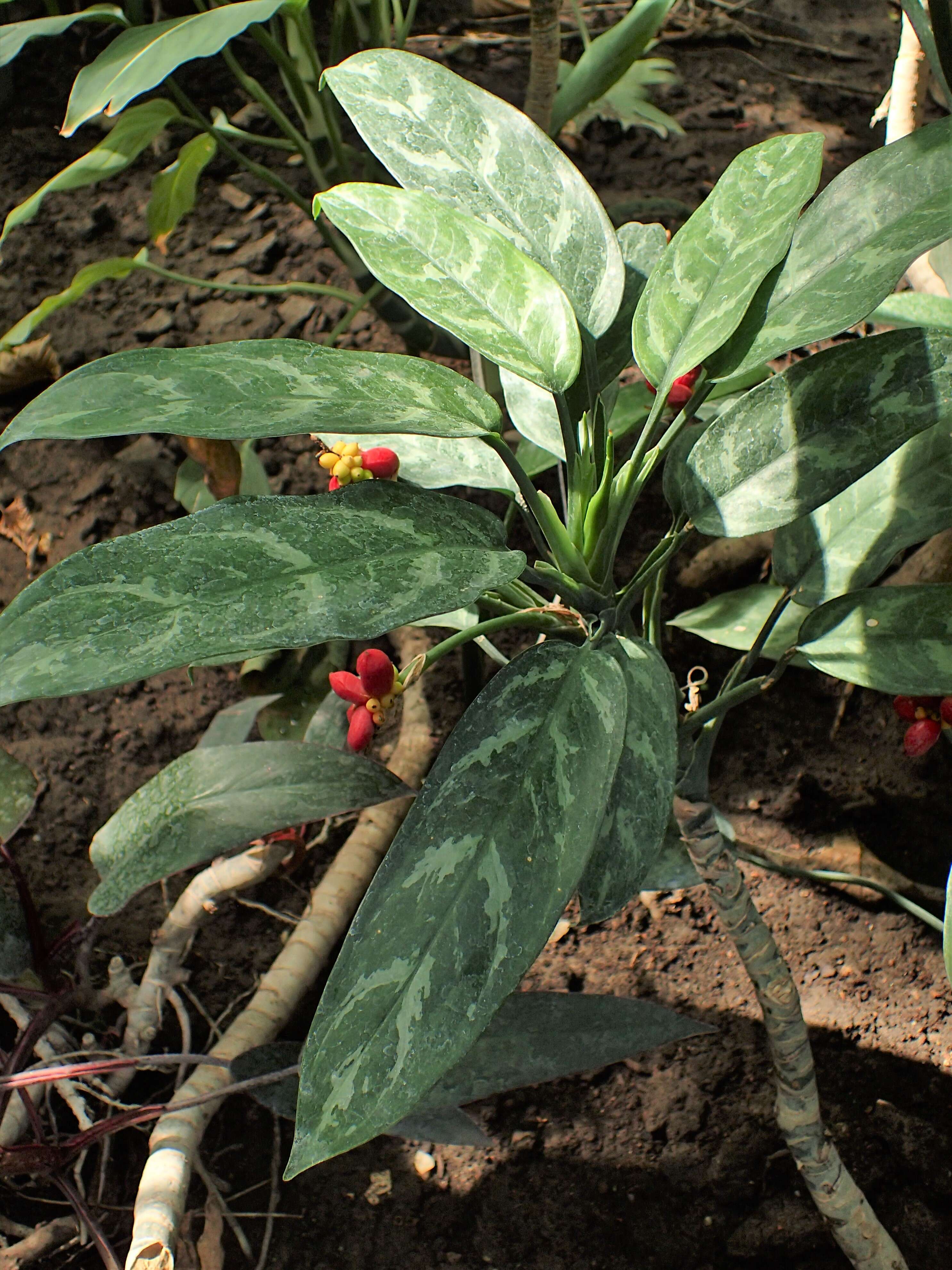 Imagem de Aglaonema commutatum Schott