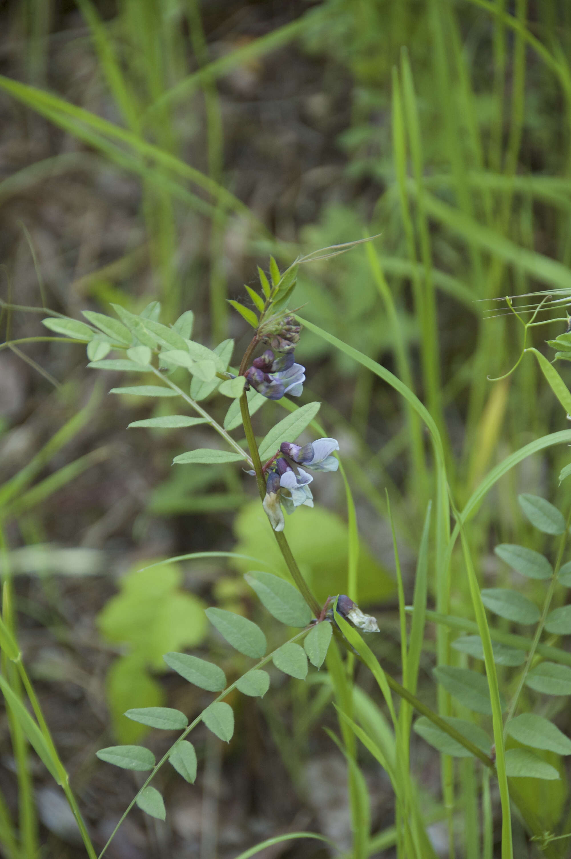 Image of bush vetch