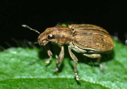 Image of Clover Root Weevil