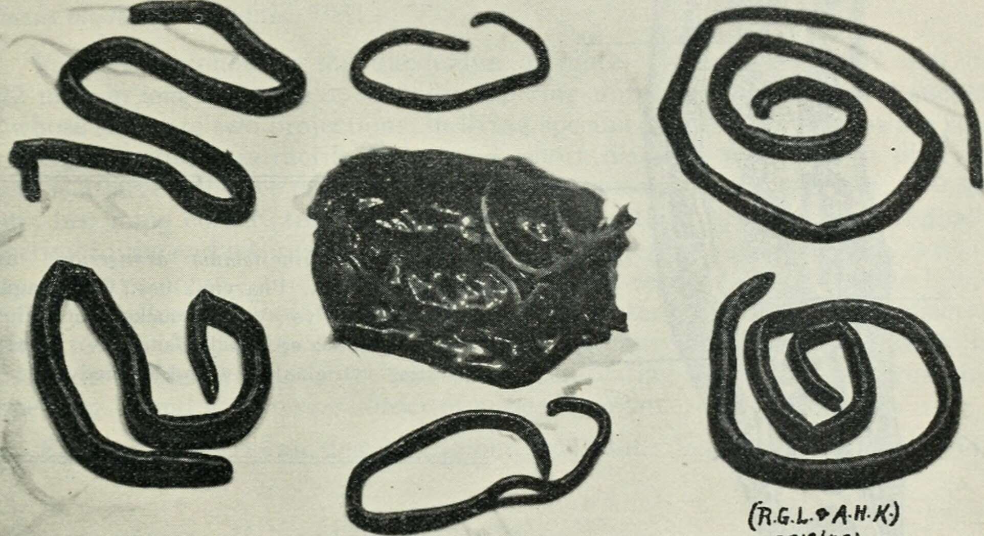Sivun Dioctophyme renale (Goetze 1782) kuva