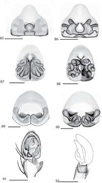 Image of Selenops