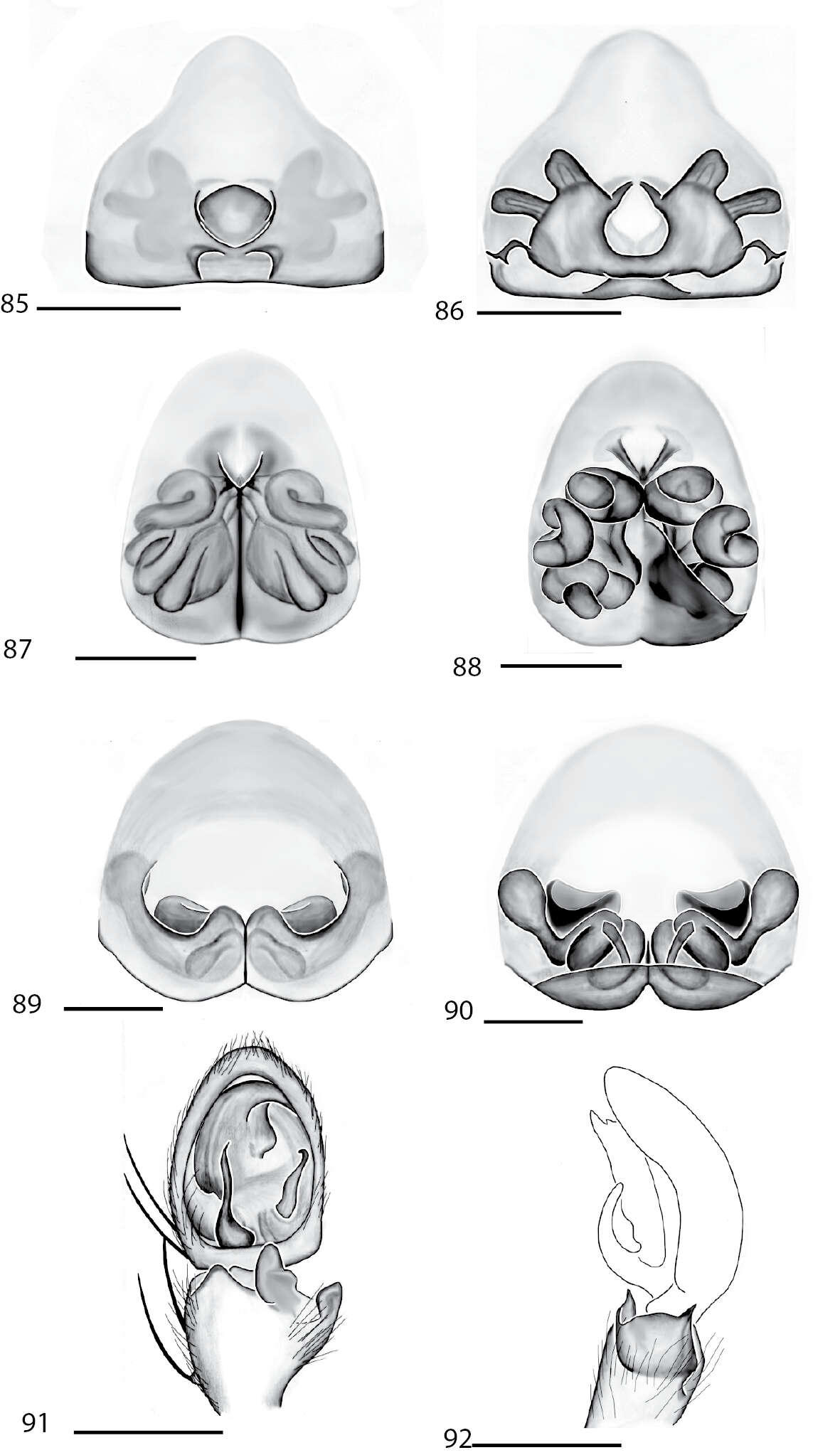 Image of Selenops