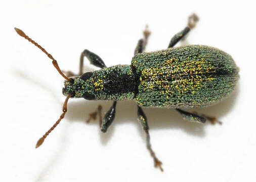 Image of Phyllobius (Dieletus) argentatus Linnaeus 1758