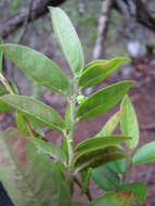 Image de Phyllanthus distichus Hook. & Arn.