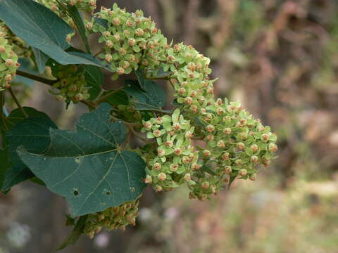 Image of Kydia calycina Roxb.