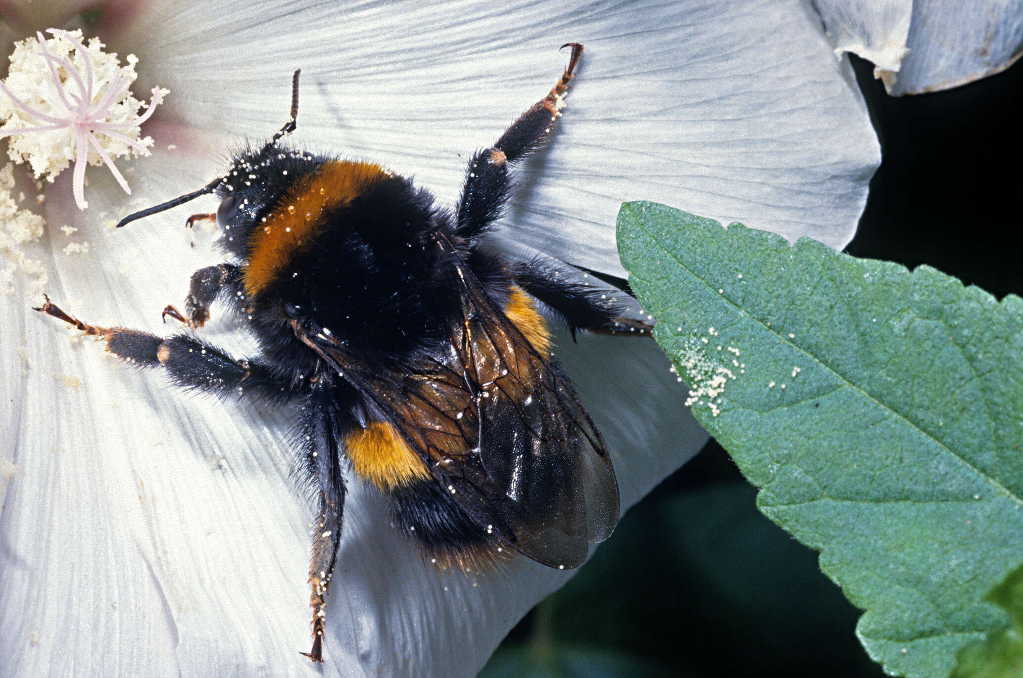 Image of Buff-tailed bumblebee