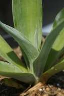 Image of tequila agave