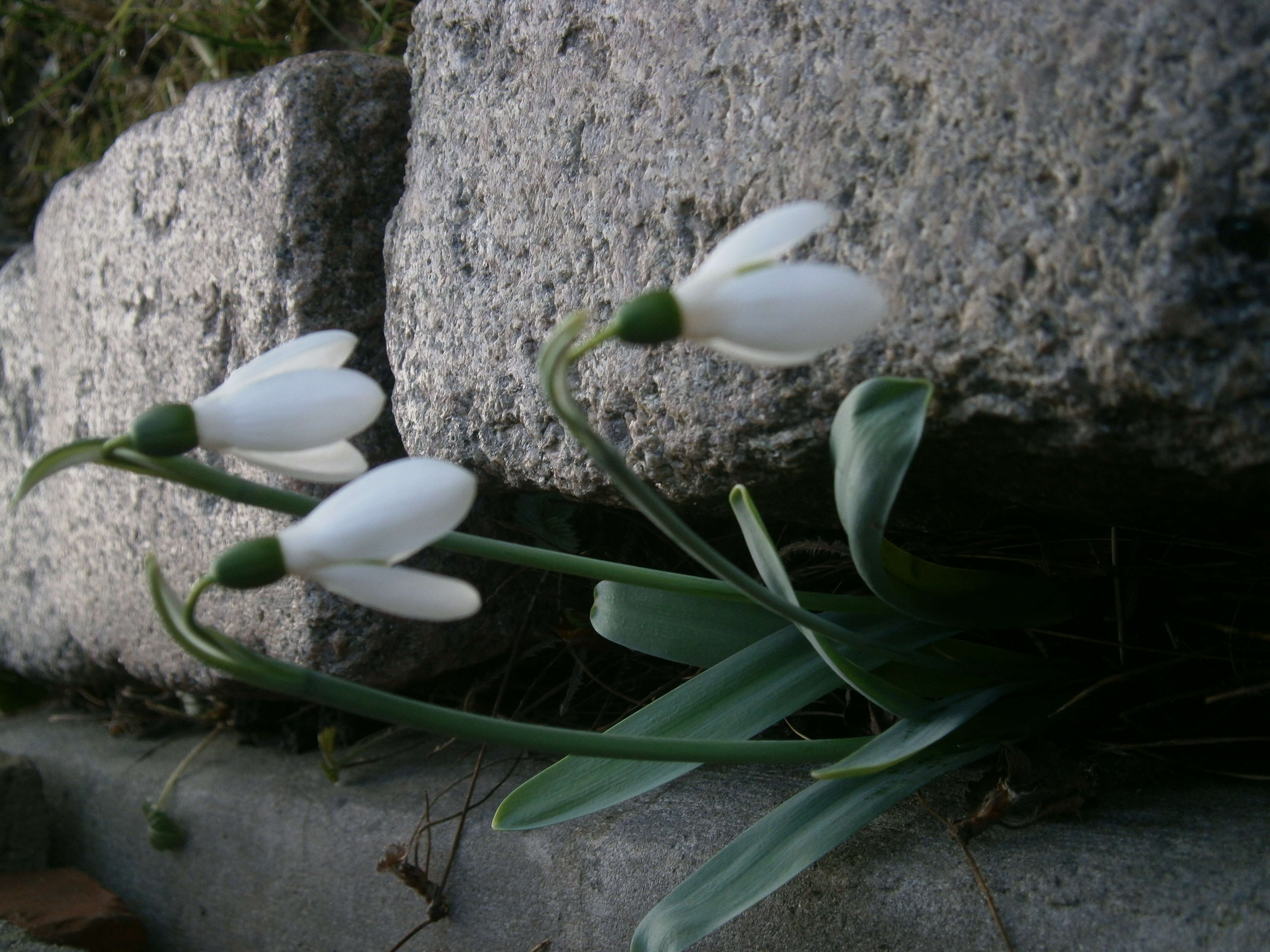 Image of giant snowdrop