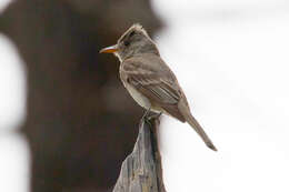 Image of Greater Pewee