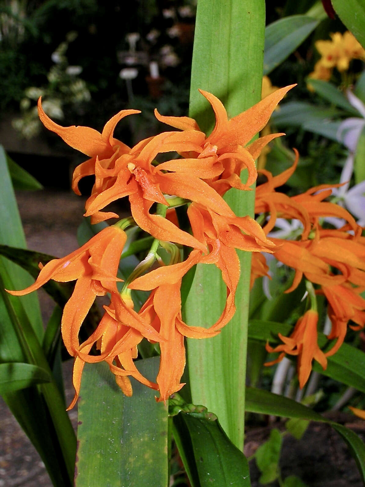 Image of Brassia aurantiaca (Lindl.) M. W. Chase