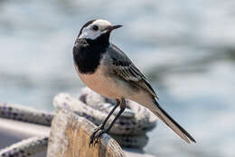 Image of Pied Wagtail and White Wagtail