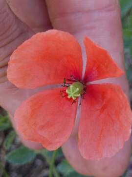 Image of Long-headed Poppy