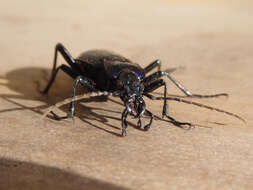 Image of Blue Ground Beetle