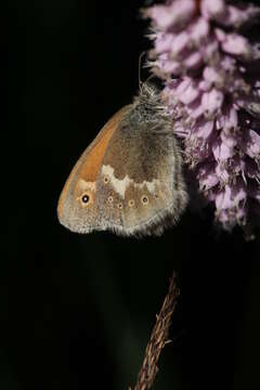 Image of Common Ringlet