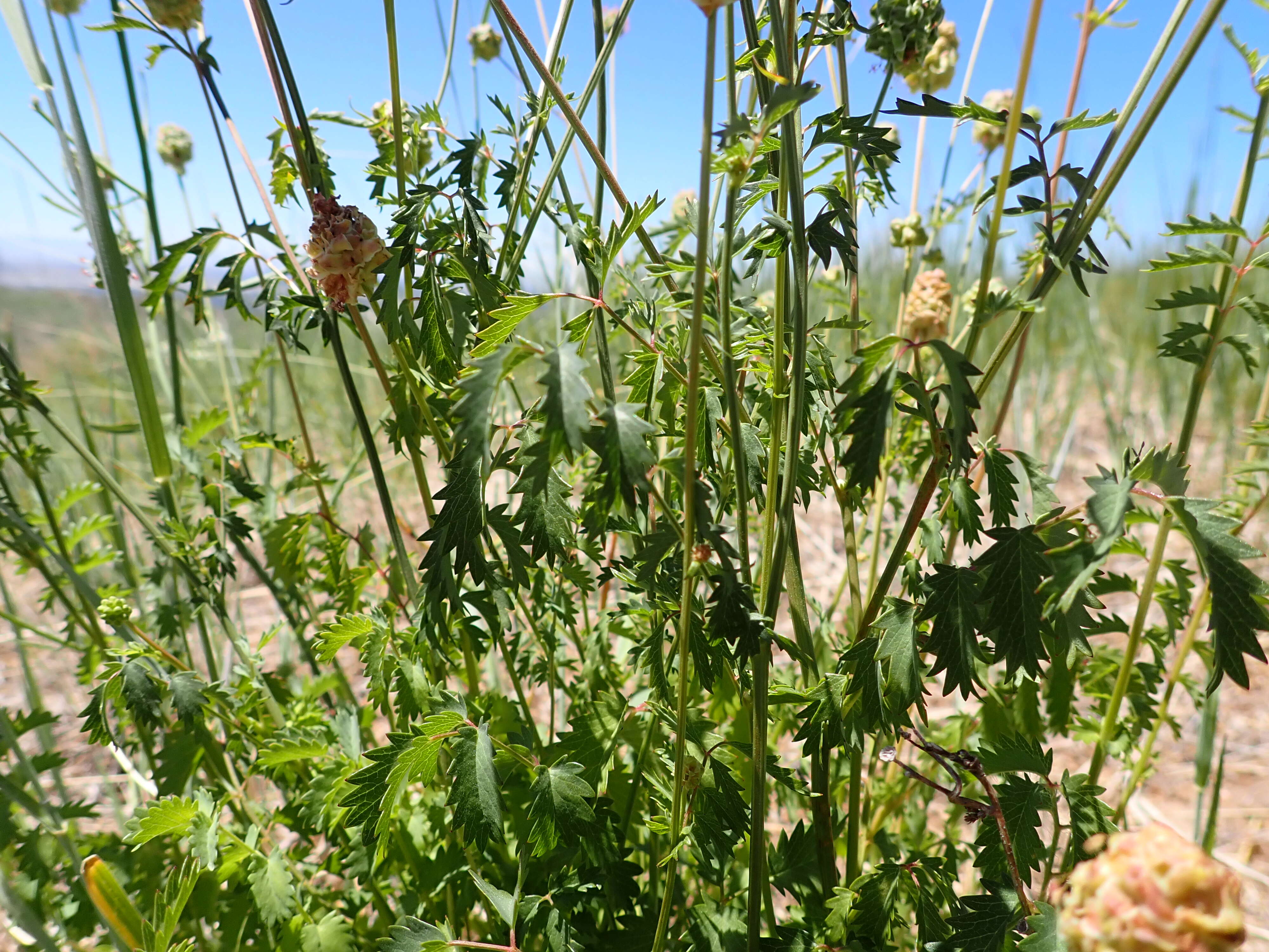 Poterium sanguisorba L.的圖片