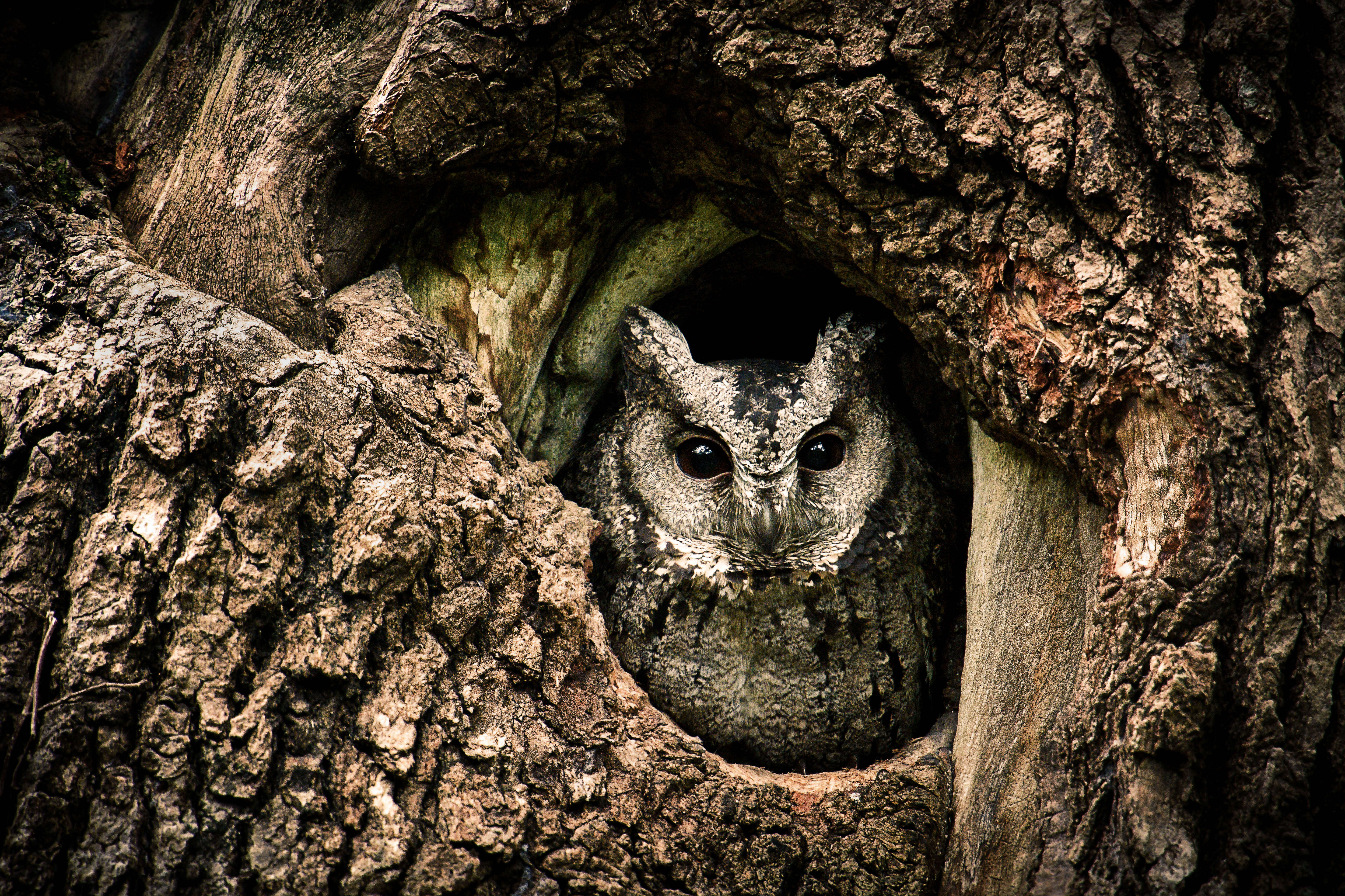 Image of Collared Scops Owl