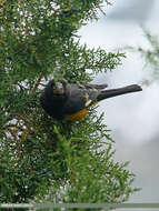 Image of White-winged Grosbeak