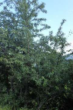 Image of Pyrus salicifolia Pall.