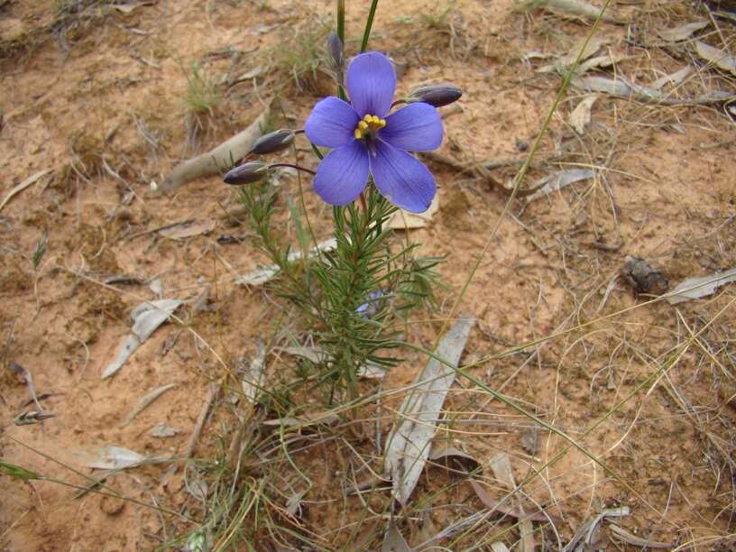 Image de Cheiranthera linearis A. Cunn.