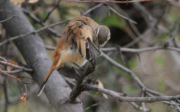 Image of Kalahari Scrub Robin