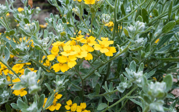 Image of woolly paperflower