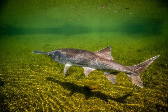 Image of paddlefishes