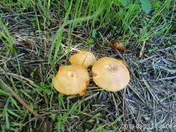 Image of Gymnopilus sapineus (Fr.) Murrill 1912