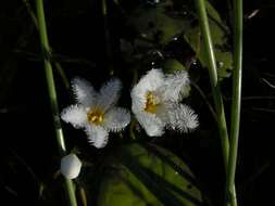 Image of Water-snowflake