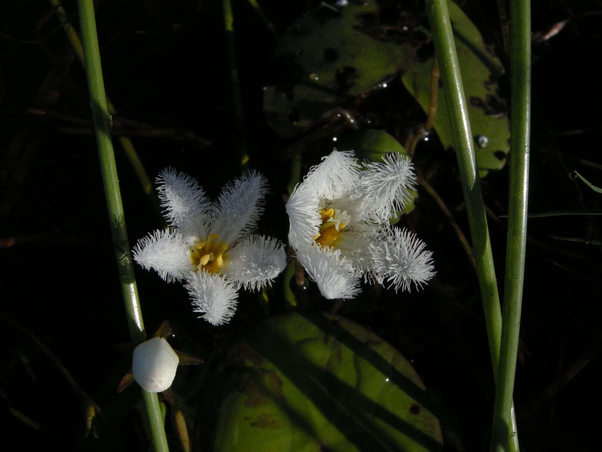 Image of Water-snowflake