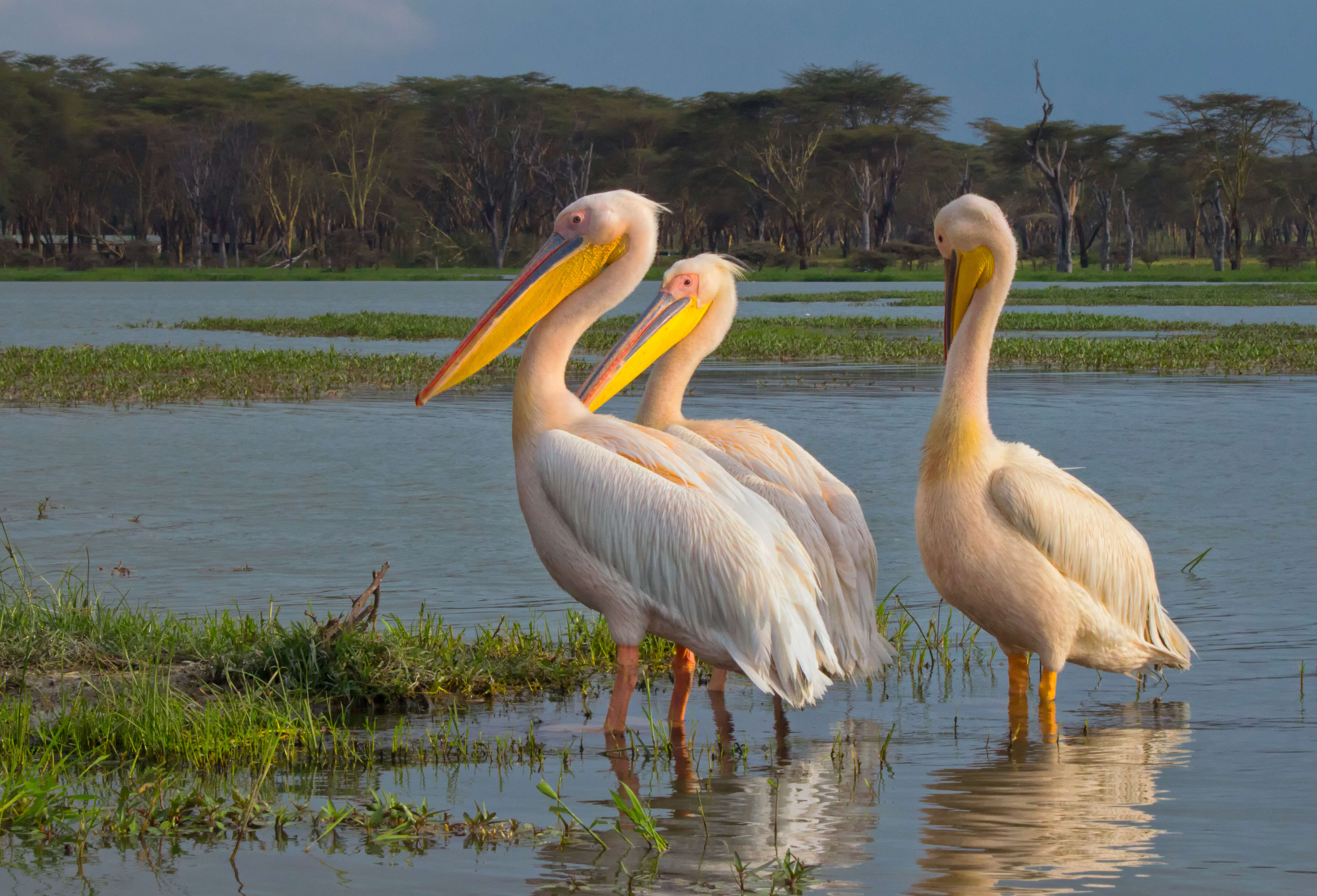 Image of Great White Pelican