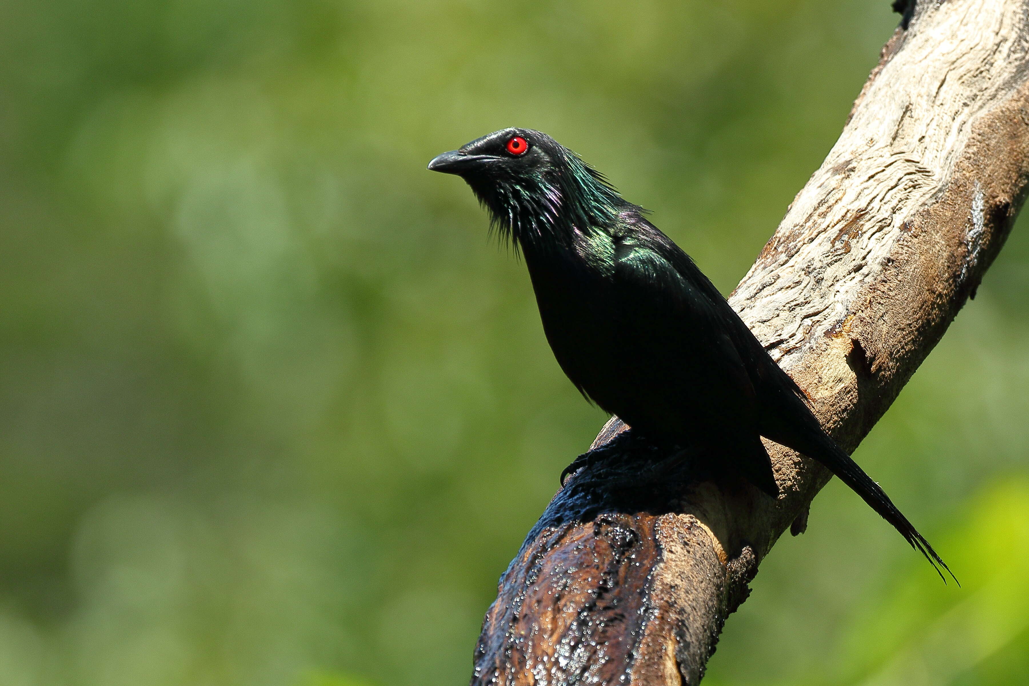 Image of Metallic Starling