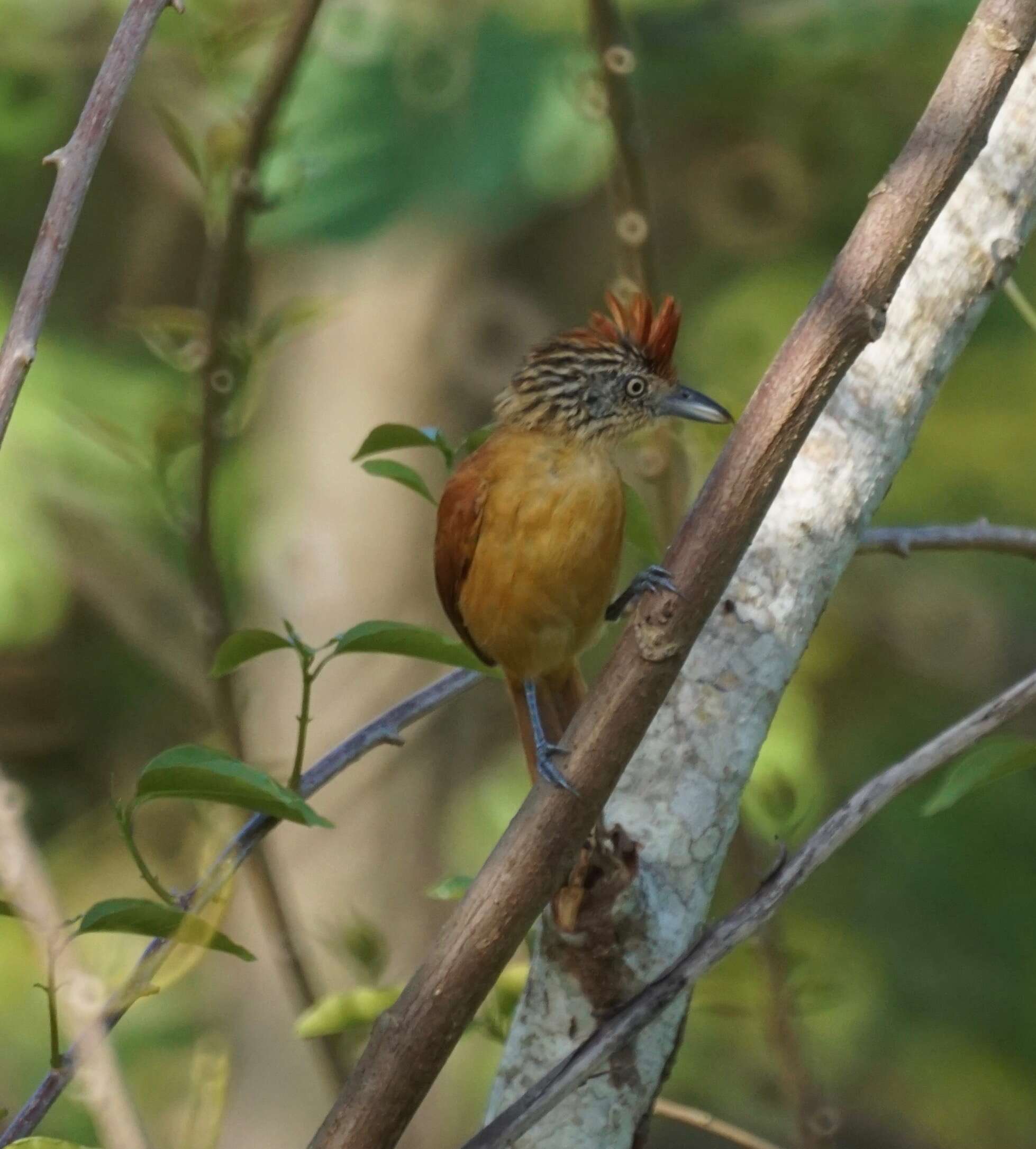 Image of Barred Antshrike