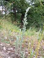 Image of field cudweed