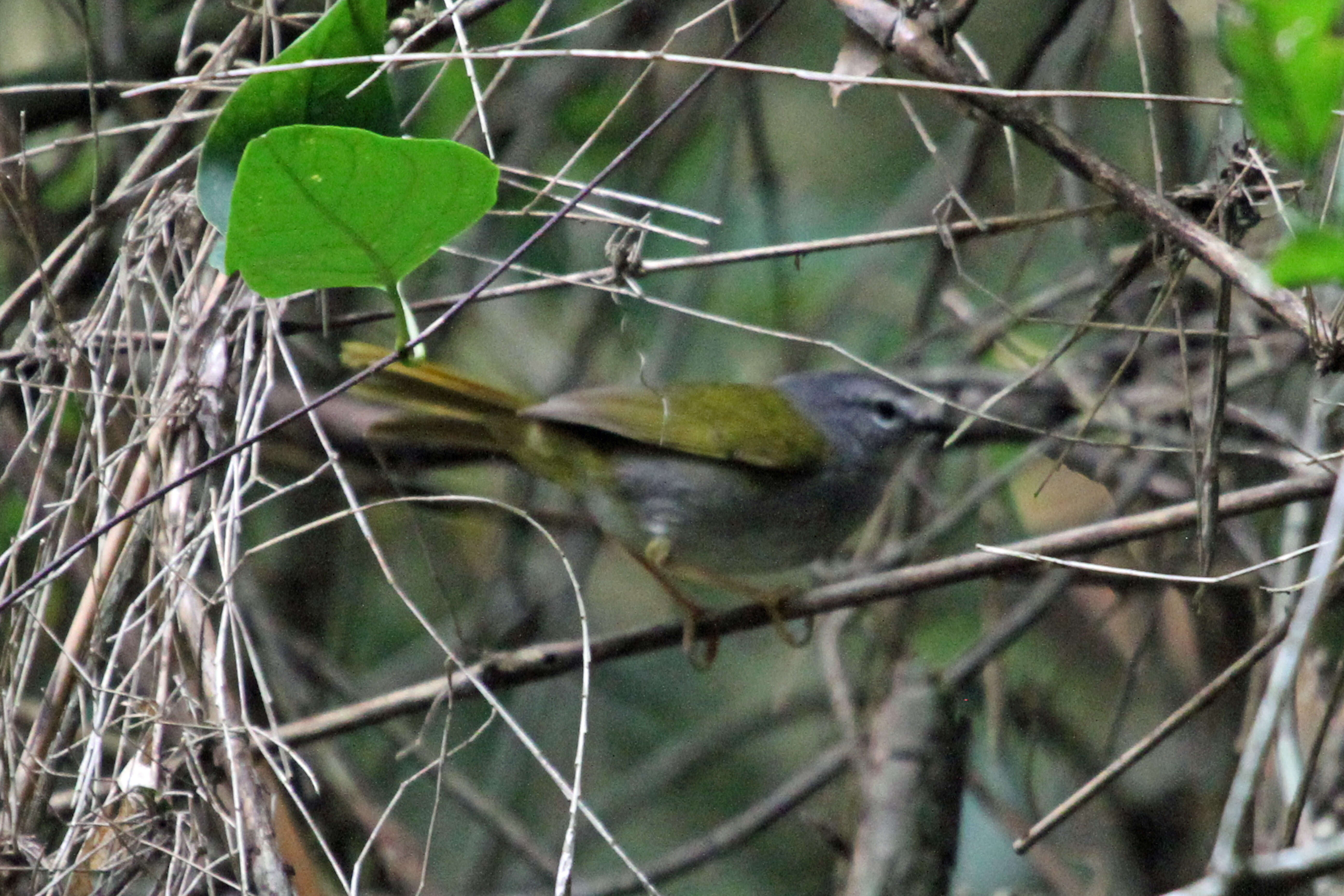 Слика од Myiothlypis leucoblephara (Vieillot 1817)