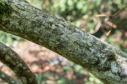 Image of Stachyurus chinensis Franch.